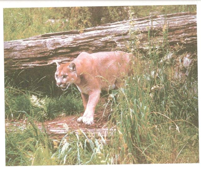 image003